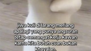Funny cat
