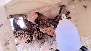 The egg of a hen