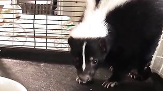 A pet skunk who is unhappy with something