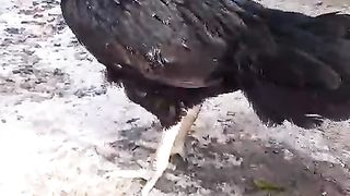 Black parrot beak