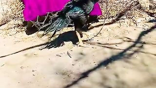Parrot beak on a run