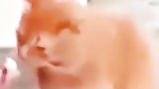 Kocheng Oyen Makan Masih Disuapin