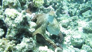 Amazing videos vol 618
