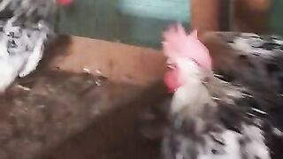 The subrite chicken