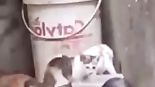 Tikus Jahil Gangguin Kocheng Makan