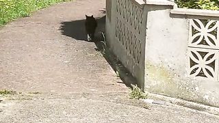 Magpie following a cat pretending it’s not