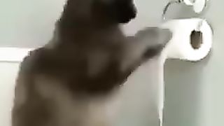 Kelakuan Kocak Kocheng Belang