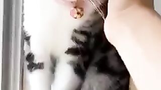 Kocheng Cemong Agy Pengen Dimanja