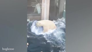 Funny Funny Animal Memes