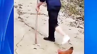 Ayam Kocak Meniru Jalan Kakek