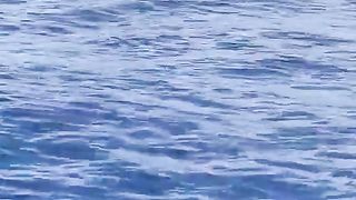 Parexocoetus brachypterus, also known as the sailfin flying fish