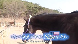 Introducing Agility Expert HORSE