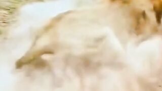The lion attacked the hyena