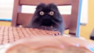 Give the cat that cheeseburger already