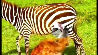 Hyena couldn’t eat zebra spaghetti so he found lizzard ribs for bbq.