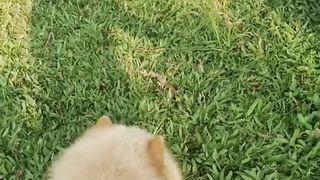Execise with my Chow Chow