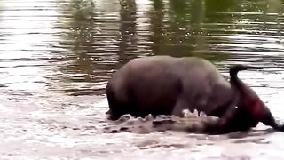 An antelope escapes from a crocodile