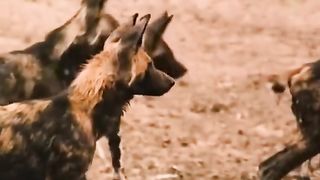 The deadly river. A crocodile attacked african wild dog .