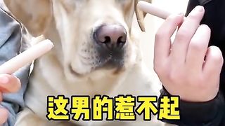 The dog made the most reasonable choice