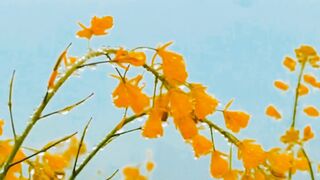 Nature Video 4K | Village Short Video |Relax | FebSPOT Video