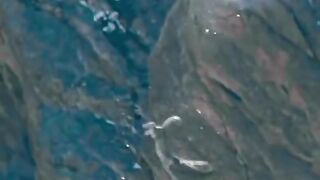 A snow leopard attacked a mountain sheep.