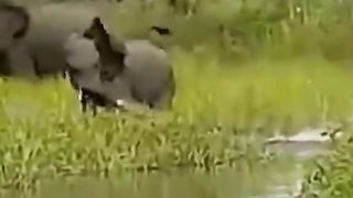 A crocodile attacked an elephant and the elephant killed it.