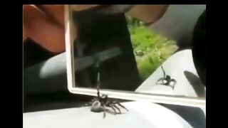 First Time a spider sees it's reflection in a mirror!!