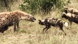 Angry Hyena