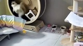 The cat is unlikely to run in the wheel anymore