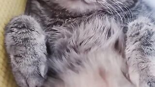 Well, a very sad cat