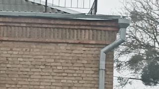 Ворона на крыше