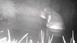 Spying on a washing beaver
