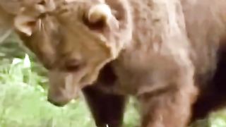 Cougar vs Bear