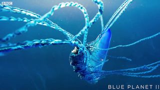 The deadly tentacles of the Portuguese man o' war | Blue Planet II - BBC One