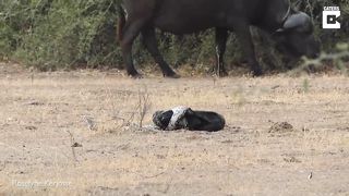 Python, Honey Badger & Jackal Fight Each Other