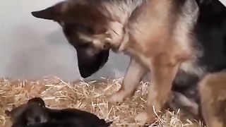 Mother dog and his children