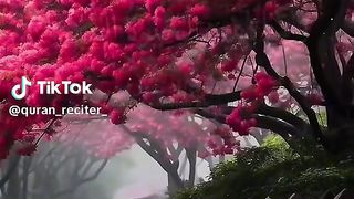 The best recitation of quran