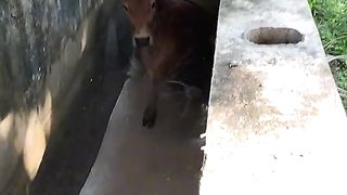 Cow washer