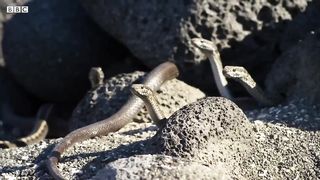 Iguana vs Snakes (Full Clip) | Planet Earth II | BBC Earth