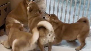 Siberian Huskies
