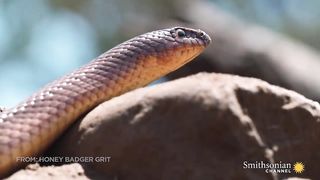 A Honey Badger and Mole Snake Fight to the Death