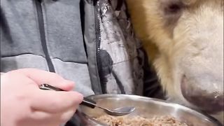 Funny animals
