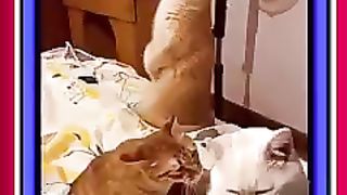 Kocheng Oyen Pijat Kocheng Putih
