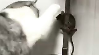 Akhirnya Tikus Terpojok Oleh Kocheng Cemong
