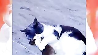 Ketika Kocheng Kangen-Kangenan Sama Tikus