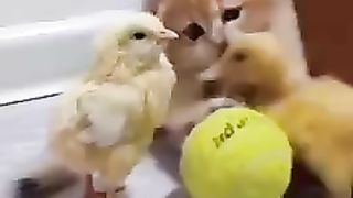 Kitten Sedang Bermain Dengan Bebek & Ayam