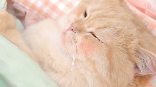 Did I raise a cat, or did a cat raise me?「Exlittlebeans」