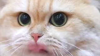 Help the owner wash your clothes and earn some rations.#exlittlebeans #funnyvideo #funnycat