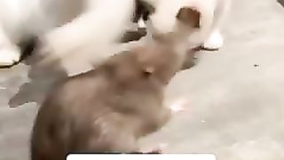 Tikusnya Pasrah Di Keplak Oleh Kitten