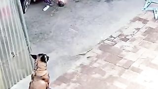 Smart pet taking over